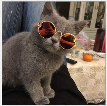 Werse Cat Sonnenbrille Hund Sonnenbrille - Gelbe Reflexion von Werse