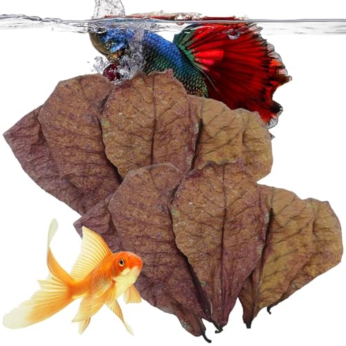 Aquarium Catappa Leaves - Betta Garnelenblätter, Aquarium Mandelblätter | PH-Balance Wasseraufbereiter, Aquarium-Wasserbehandlungen, Blätter für Schildkröten, Garnelen, Wels, , Lebensraum Aquarium Catappa Leaves - Betta Garnelenblätter, Aquarium Mandelblätter | PH-Balance Wasseraufbereiter, Aquarium-Wasserbehandlungen, Blätter für Schildkröten, Garnelen, Wels, , Lebensraum von Whnbuij