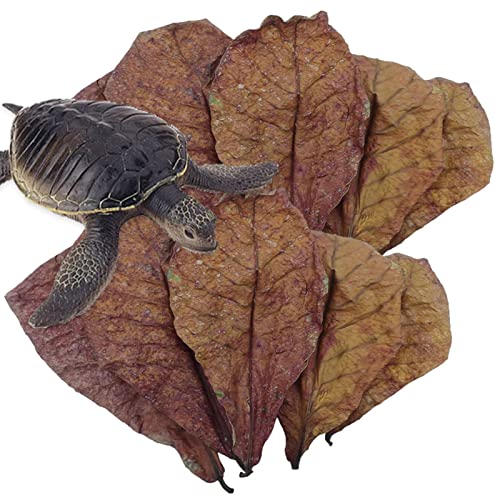 Catappa Blätter für Aquarium - Betta Garnelenblätter, Aquariumblätter für Wasseraufbereiter für Fische | Catappa Mandelblätter, Ph Balance Balsam für Garnelen, Fisch Ga Catappa Blätter für Aquarium - Betta Garnelenblätter, Aquariumblätter für Wasseraufbereiter für Fische | Catappa Mandelblätter, Ph Balance Balsam für Garnelen, Fisch Ga von Whnbuij