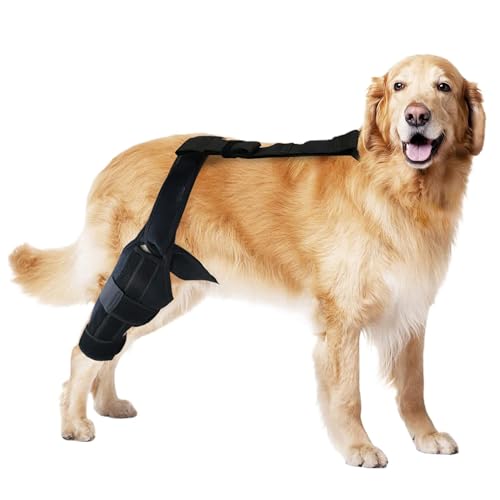 Kniebandage für Hunde | ACL Kniebandage für Hunde | ACL Kniebandage für Hunde | Hüftbandage aus Neopren, verstellbarer Stabilisator für den Gürtel zwischen Kniebandage für Hunde | ACL Kniebandage für Hunde | ACL Kniebandage für Hunde | Hüftbandage aus Neopren, verstellbarer Stabilisator für den Gürtel zwischen von Whnbuij
