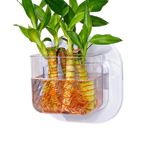 Whrcy Wandmontiertes Aquarium, wandmontierter Blumentopf, dekorativ, kompakt, für Schlafzimmer, Küche, Wohnung, Schlafsaal Whrcy Wandmontiertes Aquarium, wandmontierter Blumentopf, dekorativ, kompakt, für Schlafzimmer, Küche, Wohnung, Schlafsaal von Whrcy