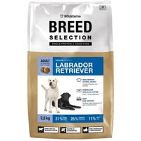 Wildsterne Breed Labrador Retriever Wildsterne Breed Labrador Retriever von Wildsterne