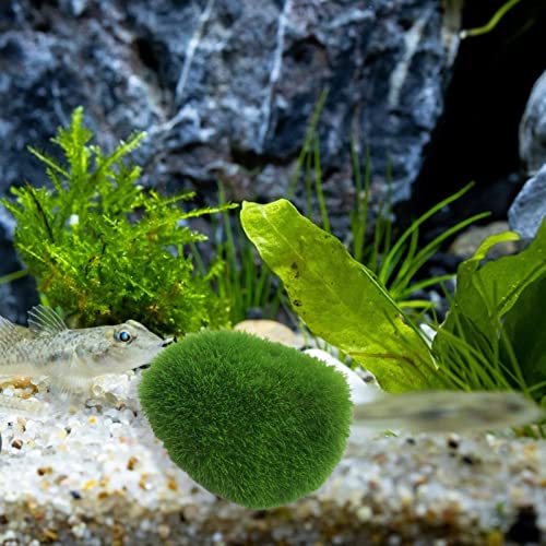 Wilitto Aquarium Dekorationen Künstliche Pflanzen, Seetang Ball Aquarium Dekor, Harz Grünalgen Kugel Aquarium Ornament DIY Miniatur für kleine Fische Haustiere S von Wilitto