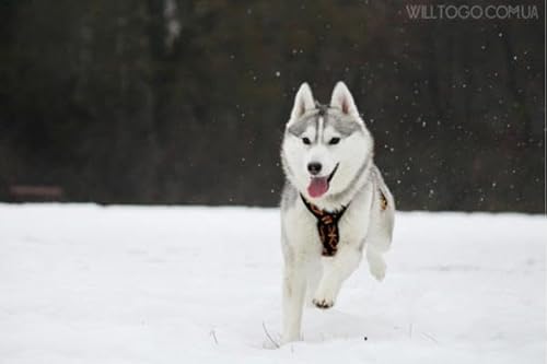 Will to go Ethno Black Harness Größe | X-Back Zughundegeschirr | Canicross (L) von Will to go