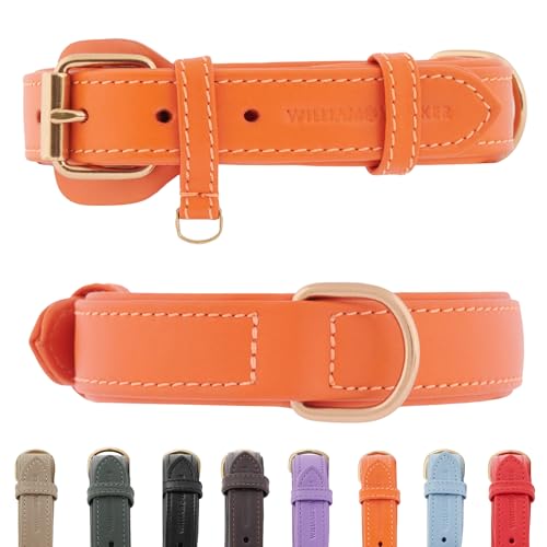 Leder Hundehalsband mit optimaler Passform, William Walker, aus Echtleder, verstellbar, weich gepolstert, robust, pflegeleicht, Amber (Orange), Größe M von William Walker