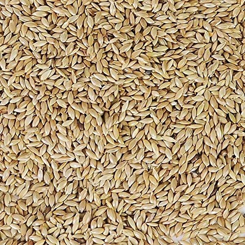 Witte Molen Spitzsamen Kanariensaat 3 kg Witte Molen Spitzsamen Kanariensaat 3 kg von Witte Molen