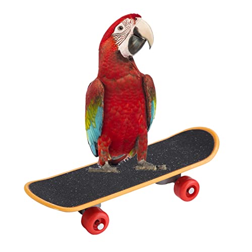 Wnvivi Papageien-Skateboard-Sitzstange, kreatives Skateboard, Papageienständer, Sitzstange, Spielzeug, Finger-Skateboard, lustiges Training, Interaktion, Vogelspielzeug von Wnvivi