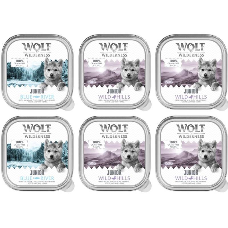 Wolf of Wilderness JUNIOR - Duo-Protein Rezeptur 6 / 24 x 150 g Schale - 6 x 150 g 4x Ente & Kalb, 2x Huhn & Lachs Wolf of Wilderness JUNIOR - Duo-Protein Rezeptur 6 / 24 x 150 g Schale - 6 x 150 g 4x Ente & Kalb, 2x Huhn & Lachs von Wolf of Wilderness