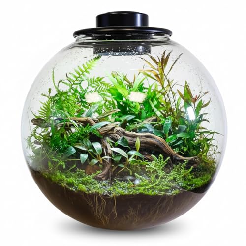 Mini-Tischpflanzen-Terrarium aus Glas mit Wachstumslicht Mini-Tischpflanzen-Terrarium aus Glas mit Wachstumslicht von Wonderfactory