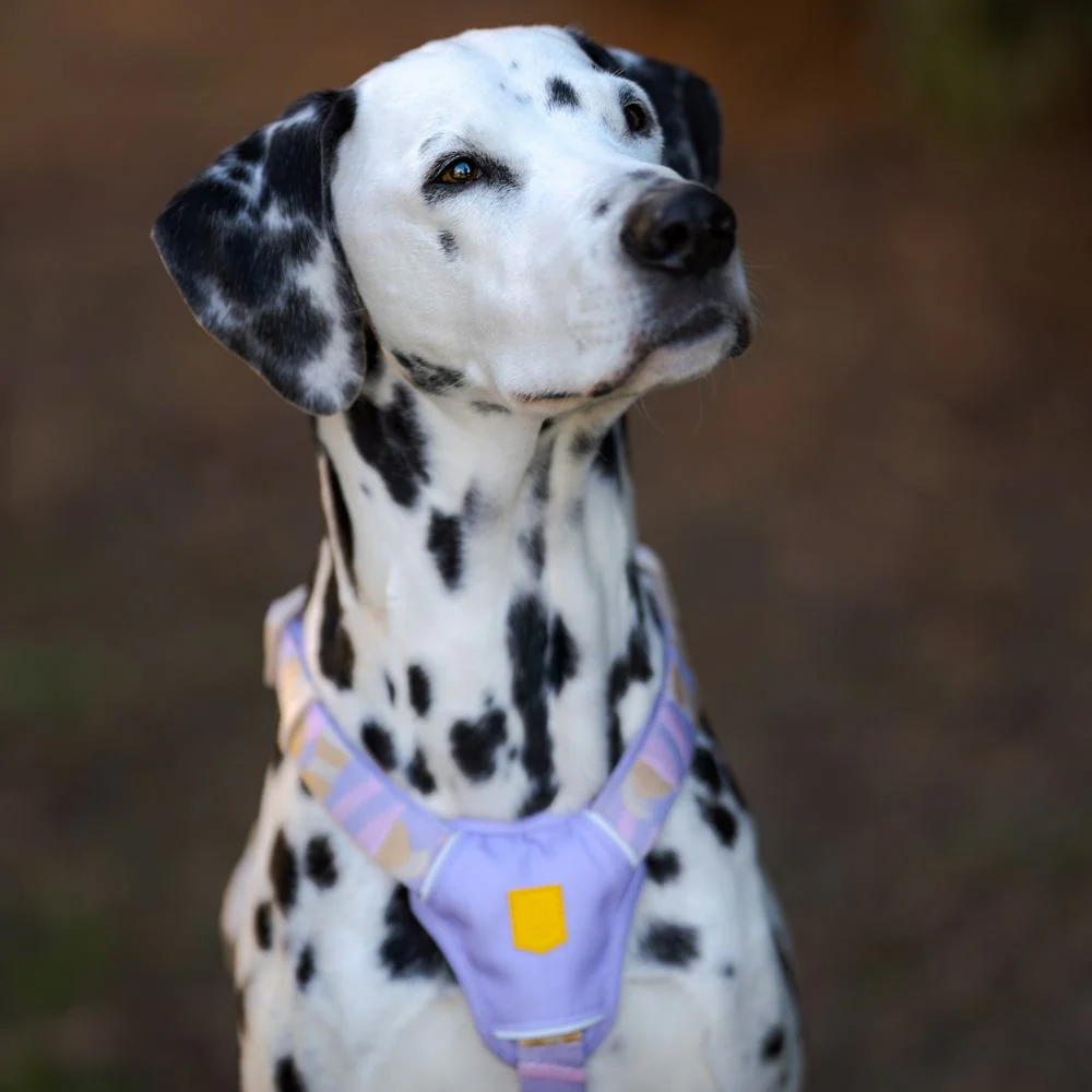 Woolly Wolf Sunshower Harness - M Woolly Wolf Sunshower Harness - M von Woolly Wolf