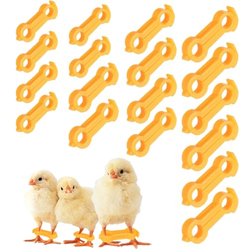 XFSRG 12 Stück Papageien Fußkorrektur Beinspange Küken Spreizbeinringe für Kleine Papageien Geeignet für Vögel und Küken (Gelb 1) von XFSRG