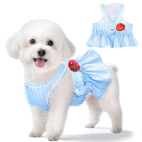 XGDMEIL Süßes Erdbeer-Kleid für kleine Hunde mit D-Ring, Prinzessinnen-Spitze, für Frühling, Sommer, atmungsaktives Netzgewebe, für Shih Tzu, Yorkies, Chihuahua, Blau, Größe XXL XGDMEIL Süßes Erdbeer-Kleid für kleine Hunde mit D-Ring, Prinzessinnen-Spitze, für Frühling, Sommer, atmungsaktives Netzgewebe, für Shih Tzu, Yorkies, Chihuahua, Blau, Größe XXL von XGDMEIL