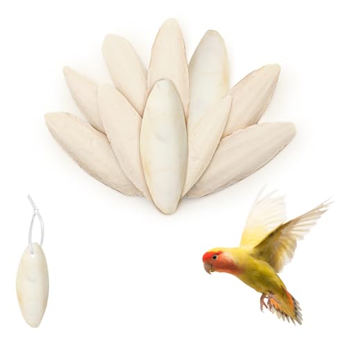 XIANGLONGY 10 Stück Tintenfischknochen, natürliche Tintenfische für Vögel, 8,9 - 10,9 cm, geeignet für die Bereitstellung von Kalzium für Haustiere wie Vögel, Schildkröten, Schnecken und Reptilien von XIANGLONGY