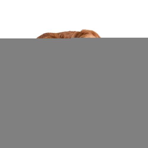XIAOXIAOYU Hundebett Erhöht | Atmungsaktives Outdoor Hochgelegtes Hundebett,Gepolstert Waschbare Haustier Hängematte Robust Katzenliege Für Reise Ältere Welpen Outdoor Nutzung von XIAOXIAOYU