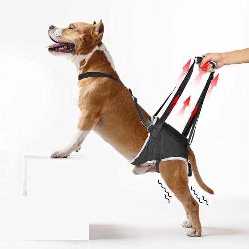 XUVIRA Hundegeschirr für große Hunde, für ältere Hunde und Haustiere mit schwachen Beinen, verbessertes verstellbares Hinterbeinschlingen-Set, hilft dem Hund, die Treppe hoch und runter zu gehen, L XUVIRA Hundegeschirr für große Hunde, für ältere Hunde und Haustiere mit schwachen Beinen, verbessertes verstellbares Hinterbeinschlingen-Set, hilft dem Hund, die Treppe hoch und runter zu gehen, L von XUVIRA