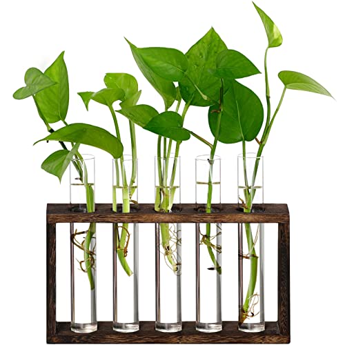 Huabei 5 Glas-Reagenzgläser für den Schreibtisch, Hydrokultur, Vase, Pflanzgefäß, Glasvase mit Halter für Heimdekoration von XXXFLOWER