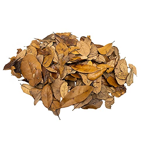 XYZReptiles Premium Live Oak Leaf Litter Isopod Substrat Terrarium Bedding (1/2 Gallon) von XYZReptiles