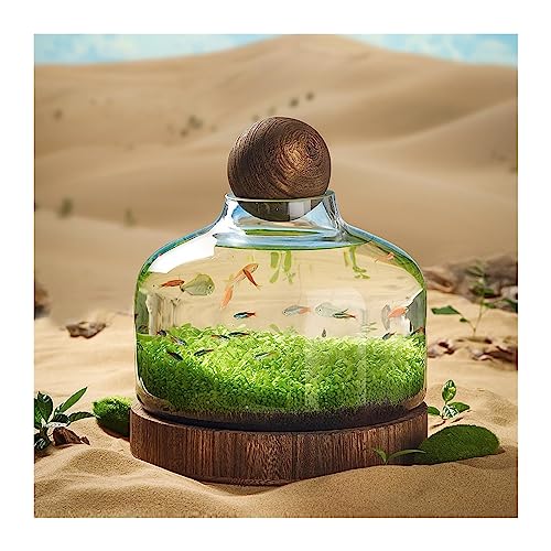 Aquarien Aquarium-Glasflasche, ökologische Kultur, Mikrolandschaft, selbstzirkulierender Kleiner Pflanzentank mit Tischdekoration auf Holzbasis Desktop-Aquarium(M) von Xilin-872