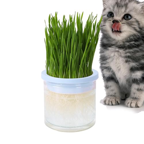 Xinhuju Katzentopf, Katzenkultur Topf klar hydroponische Vase Katze Box Katze, Keimtablett Zubehör für Haustiere Furnier Katze C einfach zu wachsen, zu verhindern von Xinhuju