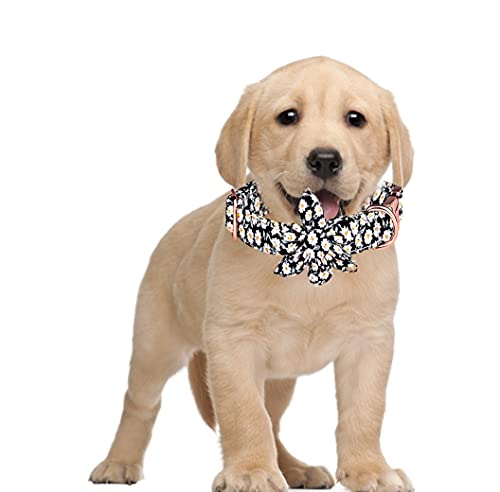 Xpnit Hundehalsband, verstellbar, langlebig, für Welpen, Kätzchen, abnehmbares Haustierhalsband für kleine, mittelgroße und große Hunde, Größe M, Schwarz von Xpnit