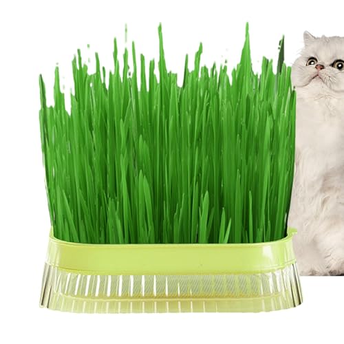 Xvilmaun Katzengras-Pflanzgefäß,Katzengras-Pflanzgefäß | Katzengras-Pflanzbehälter | Haustier-Katzengras-Verdauungs-Wachstumstablett, Gewächshaus-Hydrokultur-Pflanze, Katzengras-Keimung, Xvilmaun Katzengras-Pflanzgefäß,Katzengras-Pflanzgefäß | Katzengras-Pflanzbehälter | Haustier-Katzengras-Verdauungs-Wachstumstablett, Gewächshaus-Hydrokultur-Pflanze, Katzengras-Keimung, von Xvilmaun