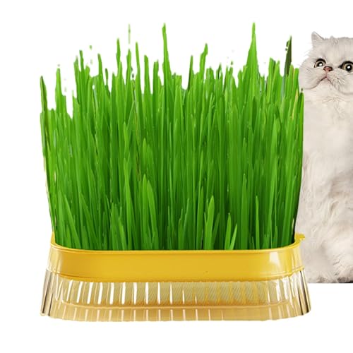 Xvilmaun Katzengras-Pflanzgefäß,Katzengras-Pflanzgefäß | Katzengras-Pflanztopf | Hydroponischer Katzengras-Übertopf, erdlose Kultur-Sprossenschale für den Innenanbau, Sprossenschalen mit Xvilmaun Katzengras-Pflanzgefäß,Katzengras-Pflanzgefäß | Katzengras-Pflanztopf | Hydroponischer Katzengras-Übertopf, erdlose Kultur-Sprossenschale für den Innenanbau, Sprossenschalen mit von Xvilmaun