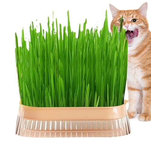 Xvilmaun Katzengras-Pflanzkasten, Katzengras-Pflanzgefäß, Katzengras-Pflanzbehälter, Katzensnack, Katzen-Minze-Pflanz-Hydrokultur-Box, Katzengras-Topf, Hydrokultur-Katzengras-Box, Xvilmaun Katzengras-Pflanzkasten, Katzengras-Pflanzgefäß, Katzengras-Pflanzbehälter, Katzensnack, Katzen-Minze-Pflanz-Hydrokultur-Box, Katzengras-Topf, Hydrokultur-Katzengras-Box, von Xvilmaun