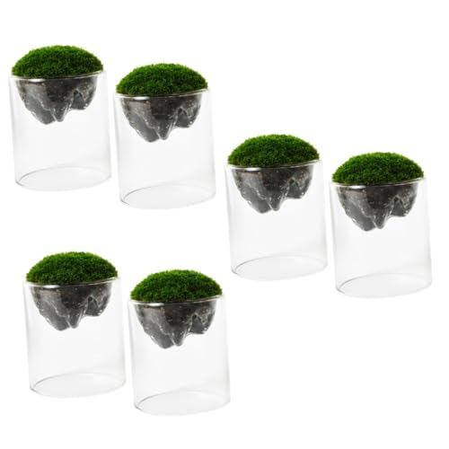 YARNOW 6 STK Moosflasche Terrarium Glasflaschen Schreibtischglobus klare Blumenvase Pflanzendekor kleine Glasflasche Mikro-Landschaftsflaschendekor Luft Container Phiole von YARNOW