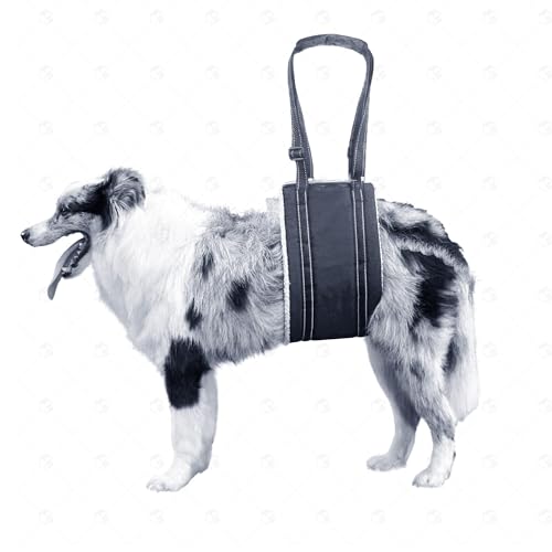 Hundegeschirr zum Heben, Hundetuch für große Hunde, Unterstützung der Hinterbeine, hilft Em Up Geschirr für Hunde, kleine Hunde, Senioren, Verletzte, schwache Hinterbeine, Behinderte und nach Hundegeschirr zum Heben, Hundetuch für große Hunde, Unterstützung der Hinterbeine, hilft Em Up Geschirr für Hunde, kleine Hunde, Senioren, Verletzte, schwache Hinterbeine, Behinderte und nach von YECLTWE