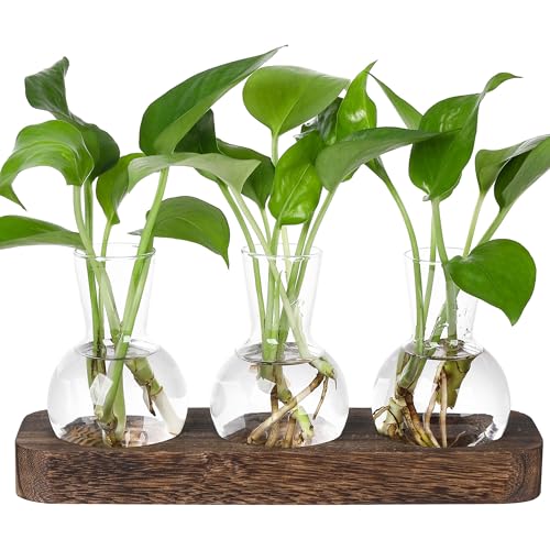 YIBOT Desktop-Pflanzen-Anzuchtstationen, Glasvase, Station, Retro-Pflanzenterrarium mit Holztablett, Heimbüro-Dekoration, Pflanzenliebhaber-Geschenke für Frauen YIBOT Desktop-Pflanzen-Anzuchtstationen, Glasvase, Station, Retro-Pflanzenterrarium mit Holztablett, Heimbüro-Dekoration, Pflanzenliebhaber-Geschenke für Frauen von YIBOT