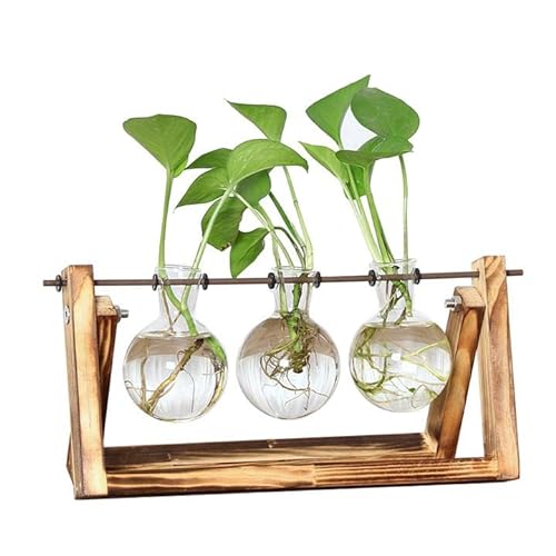 Pflanzenzuchtstationen, 3 Zwiebeln, Vase Desktop Luftpflanze Terrarium mit Holzständer, Anzuchtpflanzgefäß, Glas für Hydrokultur, Pflanzen, Liebhaber, Geschenk von YIRUZWRD