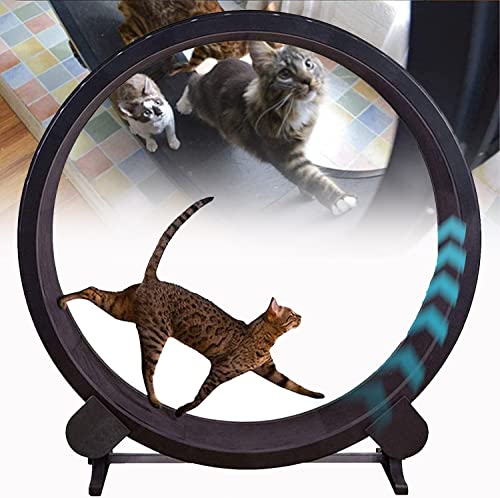 YKMYXZ, Leises Katzenlaufband – Katzen-Lauffitnessgerät – Katzenfitness-Sportspielzeug zur Gewichtsabnahme for kleine/mittelgroße Katzen YKMYXZ, Leises Katzenlaufband – Katzen-Lauffitnessgerät – Katzenfitness-Sportspielzeug zur Gewichtsabnahme for kleine/mittelgroße Katzen von YKMYXZ