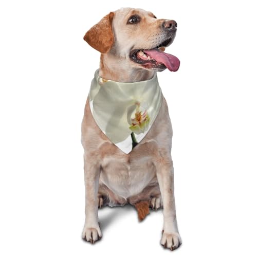 Florale weiße Blumen Orchidee Elegante Moderne Trendige Hundehalstücher Katzenwelpenschals Waschbares Haustiertaschentuch von YOFIEN