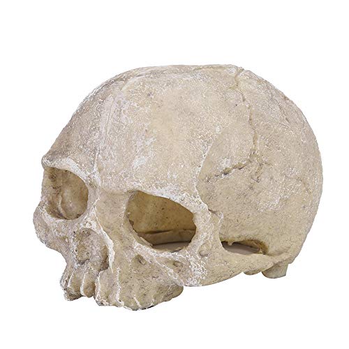 Reptilien Lebensraum Dekor Dekor, Kopf Knochen Sch?del Statue f¨¹r Schildkr?te Eidechse Schlange Spinne Skorpion H?hle Aquarium Aquarium Landschaft Dekoration Reptilien Lebensraum Reptilien Lebensraum Dekor Dekor, Kopf Knochen Sch?del Statue f¨¹r Schildkr?te Eidechse Schlange Spinne Skorpion H?hle Aquarium Aquarium Landschaft Dekoration Reptilien Lebensraum von YOUTHINK