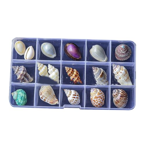 YUGSHNKFC Natürliche Muschel-Displaybox-Set, Muscheln, klare Seesterne, Schmuck-Organizer für Aquarien und Küstendekoration von YUGSHNKFC