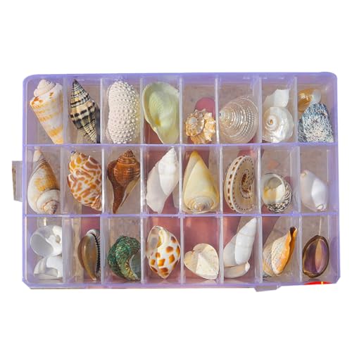 YUGSHNKFC Natürliche Muschel-Displaybox-Set, Muscheln, klare Seesterne, Schmuck-Organizer für Aquarien und Küstendekoration YUGSHNKFC Natürliche Muschel-Displaybox-Set, Muscheln, klare Seesterne, Schmuck-Organizer für Aquarien und Küstendekoration von YUGSHNKFC