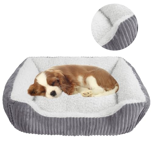 YUNIQUE Großes Hundebett – Plüschkord, rutschfeste Unterseite, weich und gemütlich für Hunde (Beige, klein) von YUNIQUE