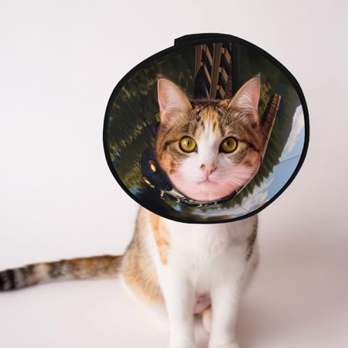 Service Train Hundekegelhalsband – Schutzhalsband für Hunde und Katzen, bequemes Haustier-Genesungshalsband für große und mittelgroße Welpen Service Train Hundekegelhalsband – Schutzhalsband für Hunde und Katzen, bequemes Haustier-Genesungshalsband für große und mittelgroße Welpen von YXLymxDAMAI