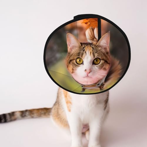 Squiries Hundekegelhalsband auf der Suche nach Futter – Schutzhalsband für Hunde und Katzen, bequemes Haustier-Genesungshalsband für große und mittelgroße Welpen von YXLymxDAMAI