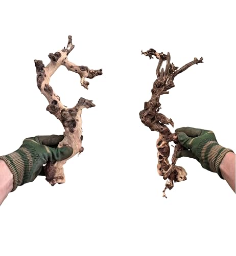 YZHZOM Kleines natürliches Treibholz für Aquarium-Styling, sorgfältig ausgewählte, natürliche Aquarium-Dekoration, Treibholz für Reptilien-Tank, Reptilien-Tank, Holzdekor (2 Stück Traubenholzzweige YZHZOM Kleines natürliches Treibholz für Aquarium-Styling, sorgfältig ausgewählte, natürliche Aquarium-Dekoration, Treibholz für Reptilien-Tank, Reptilien-Tank, Holzdekor (2 Stück Traubenholzzweige von YZHZOM
