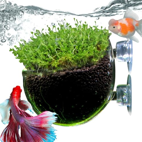 Yabauuop Aquarium-Pflanzgefäß, Aquarium-Pflanzenhalter, Wasserpflanzenbecher, Glas-Aquarium-Pflanzgefäß, Wasserpflanzenbecher, Klarer, glatter Blumentopf mit Saugnapf für Salzwasser, Aquarium, Yabauuop Aquarium-Pflanzgefäß, Aquarium-Pflanzenhalter, Wasserpflanzenbecher, Glas-Aquarium-Pflanzgefäß, Wasserpflanzenbecher, Klarer, glatter Blumentopf mit Saugnapf für Salzwasser, Aquarium, von Yabauuop