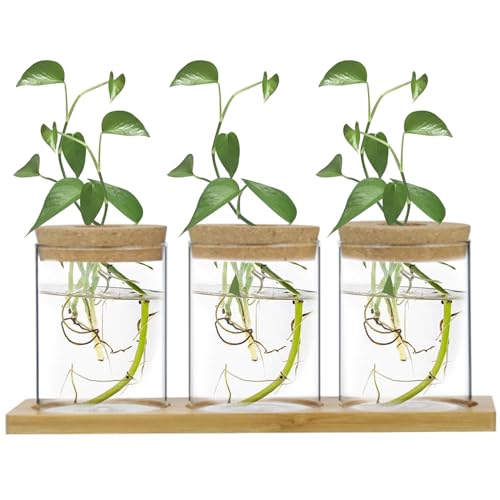 Plant -Terrarium, 3pcs Desktop -Ausbreitung, Wasserpflanze -Ausbreitungsgläser mit Tablett, transparent minimalistische Glasluft Pflanzer für Tabletop -Toilettenbalkone von Yahunosu