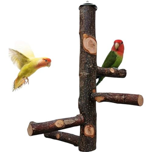 Bird Barch Stand, 12 Zoll Naturholzvogel Barch in Käfig, robuster Papagei -Barsch, Vogelkäfigzubehör für kleine und mittlere Cockatiels, Conure, Wellensittich, Liebesvogel, Finch, Bird Barch Stand Bird Barch Stand, 12 Zoll Naturholzvogel Barch in Käfig, robuster Papagei -Barsch, Vogelkäfigzubehör für kleine und mittlere Cockatiels, Conure, Wellensittich, Liebesvogel, Finch, Bird Barch Stand von Yaoliucp