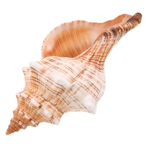 Yardenfun Natürliche Conch Muschel Dekoration Meeresmotiv Aquarium Strand-Ornament für Küstenparty Wohnzimmer Tischdeko Yardenfun Natürliche Conch Muschel Dekoration Meeresmotiv Aquarium Strand-Ornament für Küstenparty Wohnzimmer Tischdeko von Yardenfun
