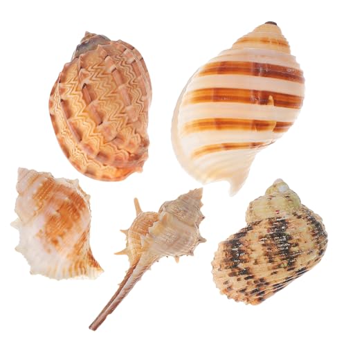Yardwe 5 Stück Natürliche Meeresmuscheln Dekoration Für Aquarien – Verstecke Und -Dekorationen Für Aquarien Yardwe 5 Stück Natürliche Meeresmuscheln Dekoration Für Aquarien – Verstecke Und -Dekorationen Für Aquarien von Yardwe