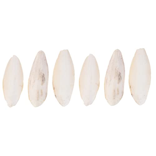Yardwe 6 STK Haustierbiss Sepia Natürlicher Tintenfischknochen Sittich Sepia Sittichspielzeug Für Den Käfig Kuschelknochen Für Vögel Meeresschildkrötenspielzeug Vogelschnabel Stein Beige Yardwe 6 STK Haustierbiss Sepia Natürlicher Tintenfischknochen Sittich Sepia Sittichspielzeug Für Den Käfig Kuschelknochen Für Vögel Meeresschildkrötenspielzeug Vogelschnabel Stein Beige von Yardwe