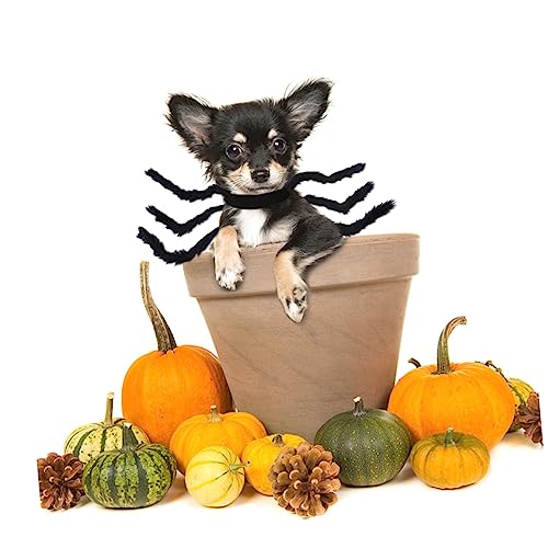 Yardwe Haustier Halloween Kostüm Spider Outfit Für Lustige Verkleidung Für Partys Hundekleidung Für Halloween Feiern Yardwe Haustier Halloween Kostüm Spider Outfit Für Lustige Verkleidung Für Partys Hundekleidung Für Halloween Feiern von Yardwe