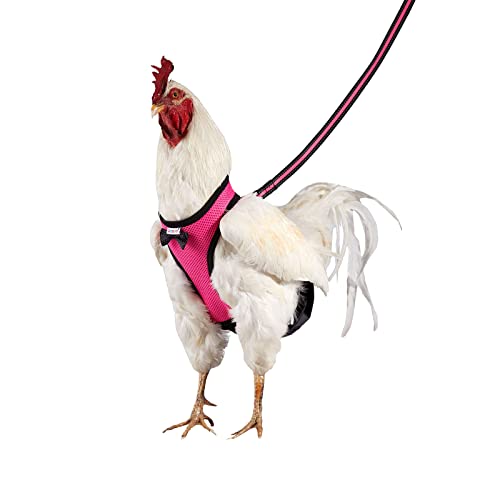 Yesito Hühnergeschirr Henne Größe mit 1,8 m Passende Leine Waschbar Haustier Set - für Küken, Gänse, Enten & mehr - Erleichtert das Hühnertraining & Gehen (Rose Pink, Large) von Yesito