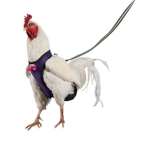 Yesito Hühnergeschirr Henne Größe mit 1.8 m passender Leine, bequem, atmungsaktiv & waschbar Haustier Set,für Küken, Enten & mehr,Erleichtert das Hühnertraining & Spazierengehen lila kleine Größe von Yesito