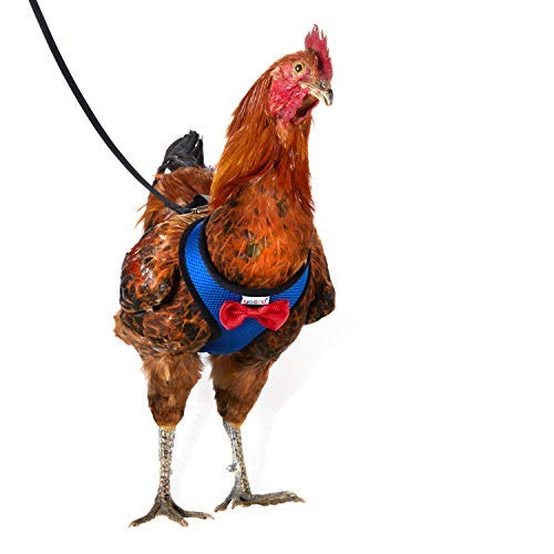Yesito Hühnergeschirr mit 180 cm langer Leine, verstellbar, belastbar, bequem, atmungsaktiv, große Größe, geeignet für Huhn mit einem Gewicht von ca. 3 kg, blau von Yesito